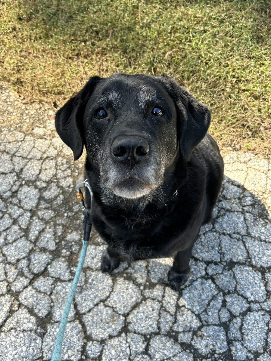 Senior black Labrador sitting on a walk