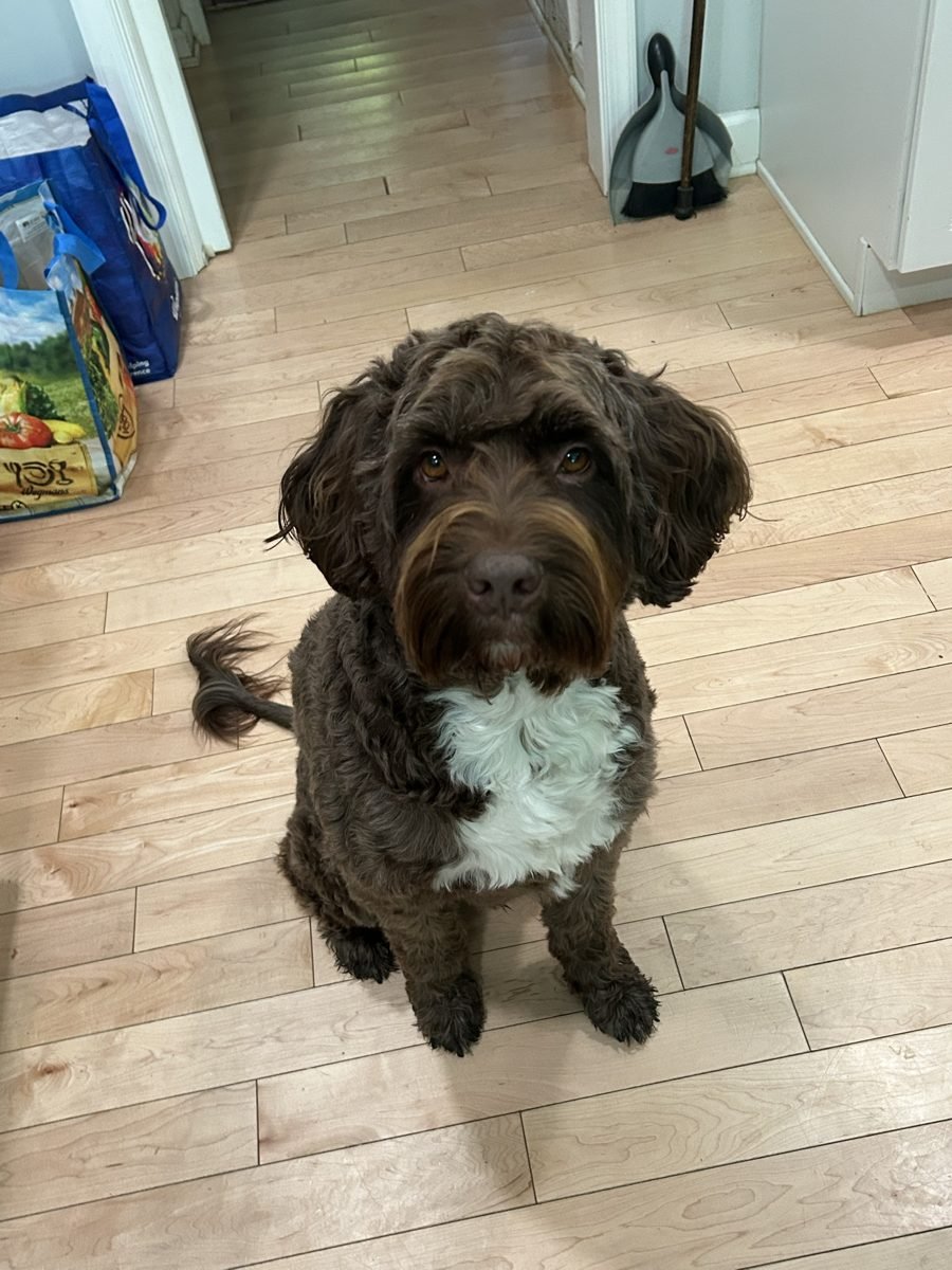 Curly brown and white dog sitting nicely indoors